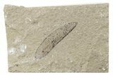 Fossil Leaf - Green River Formation, Utah #218269-1